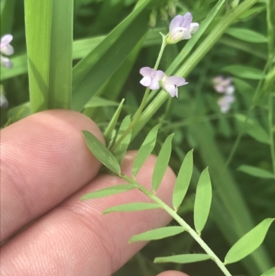 Vicia disperma (Two Seeded Vetch) at Acton, ACT - 7 Nov 2021 by Tapirlord