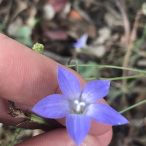 Wahlenbergia luteola at Lyneham, ACT - 8 Nov 2021