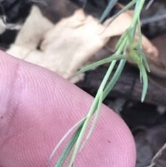 Wahlenbergia luteola at Lyneham, ACT - 8 Nov 2021 01:02 PM