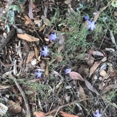 Wahlenbergia luteola at Lyneham, ACT - 8 Nov 2021