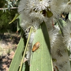 Ellipsidion sp. (genus) at Murrumbateman, NSW - 9 Nov 2021