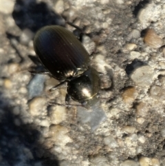 Adelium brevicorne (Bronzed field beetle) at Jerrabomberra, NSW - 9 Nov 2021 by SteveBorkowskis