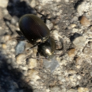 Adelium brevicorne at Jerrabomberra, NSW - 9 Nov 2021 05:23 PM