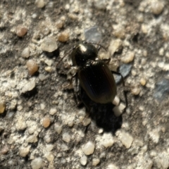 Adelium brevicorne at Jerrabomberra, NSW - 9 Nov 2021 05:23 PM