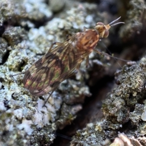 Sylvicola dubius at Jerrabomberra, NSW - 9 Nov 2021 05:03 PM