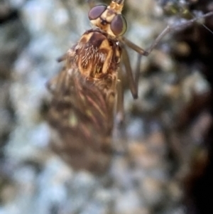 Sylvicola dubius at Jerrabomberra, NSW - 9 Nov 2021 05:03 PM