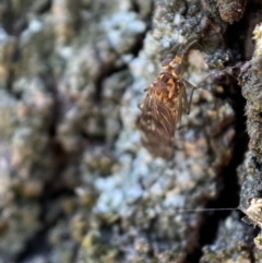 Sylvicola dubius at Jerrabomberra, NSW - 9 Nov 2021 05:03 PM