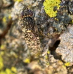 Cairnsimyia robusta (A sun fly) at Jerrabomberra, NSW - 9 Nov 2021 by SteveBorkowskis