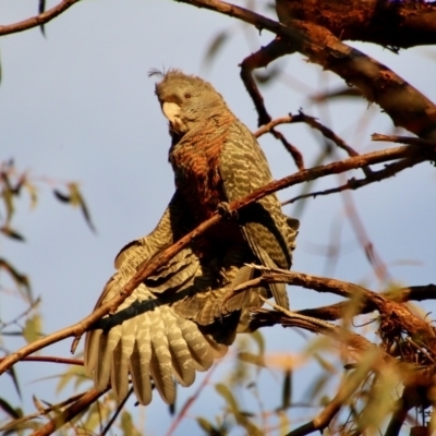 Callocephalon fimbriatum (Gang-gang Cockatoo) at Deakin, ACT - 9 Nov 2021 by LisaH