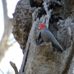 Callocephalon fimbriatum (Gang-gang Cockatoo) at GG38 - 9 Nov 2021 by LisaH