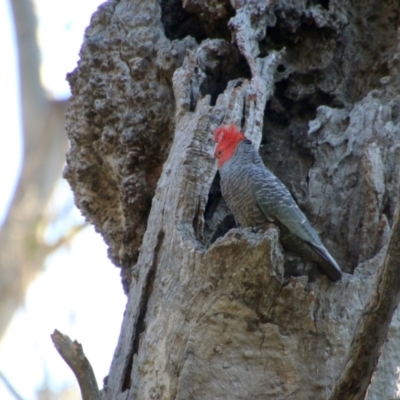 Callocephalon fimbriatum (Gang-gang Cockatoo) at Hughes, ACT - 9 Nov 2021 by LisaH