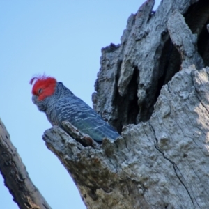 Callocephalon fimbriatum at Hughes, ACT - suppressed