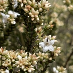 Epacris breviflora (Drumstick Heath) at Paddys River, ACT - 8 Nov 2021 by JaneR