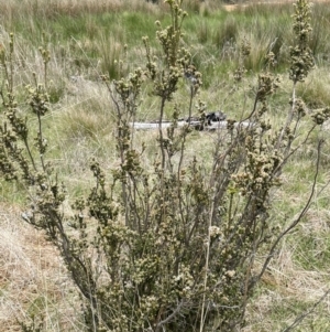 Epacris breviflora at Paddys River, ACT - 8 Nov 2021