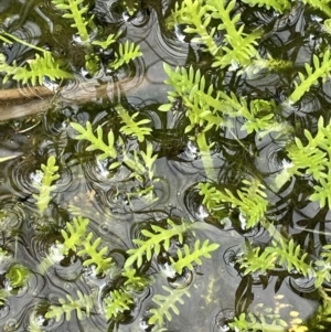 Cotula alpina at Paddys River, ACT - 8 Nov 2021