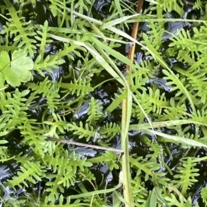 Cotula alpina at Paddys River, ACT - 8 Nov 2021 01:27 PM