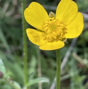 Ranunculus lappaceus at Paddys River, ACT - 8 Nov 2021