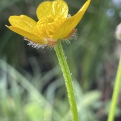 Ranunculus lappaceus at Paddys River, ACT - 8 Nov 2021