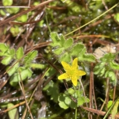 Ranunculus pimpinellifolius (Bog Buttercup) at Paddys River, ACT - 8 Nov 2021 by JaneR