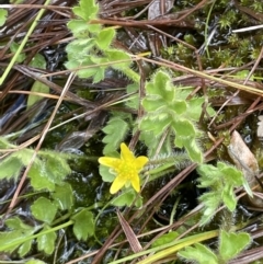 Ranunculus pimpinellifolius at Paddys River, ACT - 8 Nov 2021