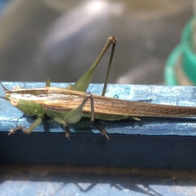 Conocephalus upoluensis (Meadow Katydid) at Sutton, NSW - 18 Oct 2021 by Whirlwind