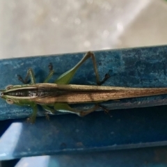 Conocephalus upoluensis at Sutton, NSW - 18 Oct 2021