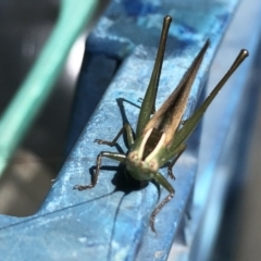 Conocephalus upoluensis at Sutton, NSW - 18 Oct 2021