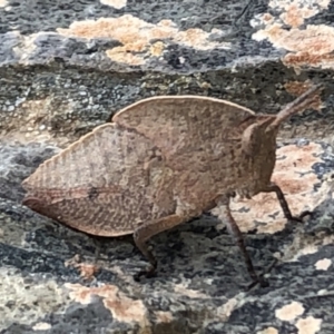 Goniaea sp. (genus) at Sutton, NSW - 7 Oct 2021