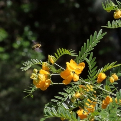 Xylocopa (Lestis) aerata (Golden-Green Carpenter Bee) at Acton, ACT - 9 Nov 2021 by TimL