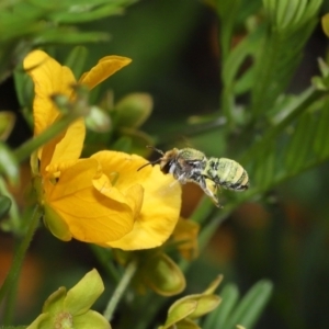 Lipotriches (Austronomia) australica at Acton, ACT - 9 Nov 2021 11:30 AM