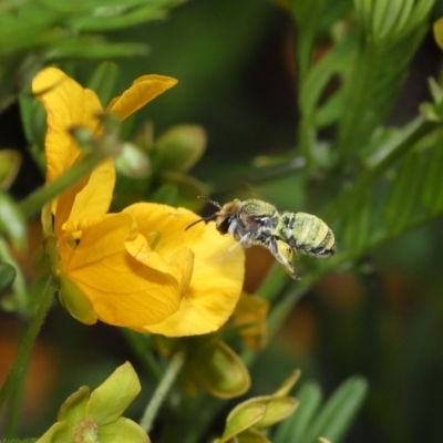 Lipotriches (Austronomia) australica at Acton, ACT - 9 Nov 2021 by TimL