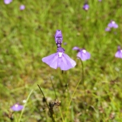 Utricularia dichotoma (Fairy Aprons, Purple Bladderwort) at Kambah, ACT - 9 Nov 2021 by MatthewFrawley