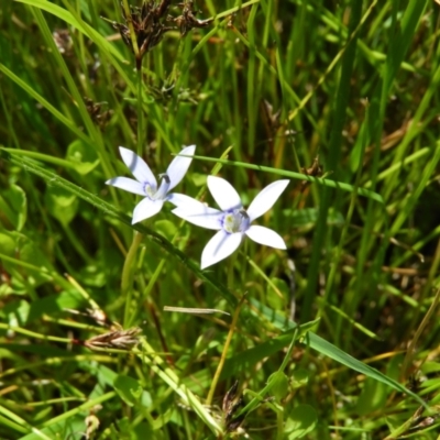 Isotoma fluviatilis subsp. australis (Swamp Isotome) at Kambah, ACT - 9 Nov 2021 by MatthewFrawley