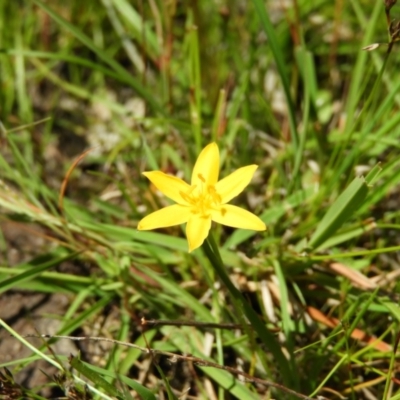 Hypoxis hygrometrica (Golden Weather-grass) at Mount Taylor - 9 Nov 2021 by MatthewFrawley