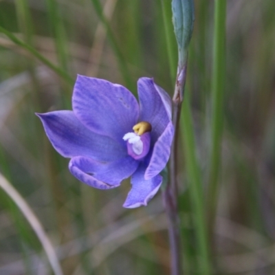Thelymitra alpina (Mountain Sun Orchid) at Hackett, ACT - 2 Nov 2021 by petersan
