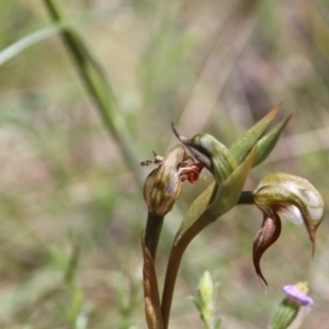 Oligochaetochilus hamatus at Watson, ACT - 9 Nov 2021