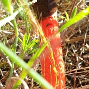 Phallus rubicundus at Forde, ACT - 9 Nov 2021