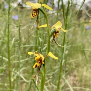 Diuris sulphurea at Hackett, ACT - 7 Nov 2021