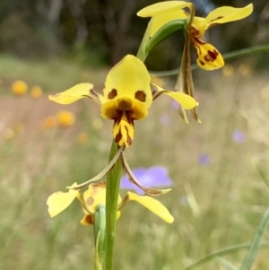 Diuris sulphurea at Hackett, ACT - 7 Nov 2021