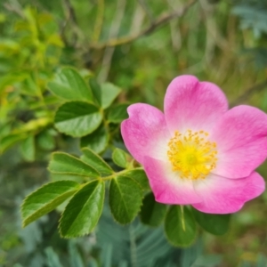 Rosa rubiginosa at Isaacs, ACT - 10 Nov 2021 02:50 PM