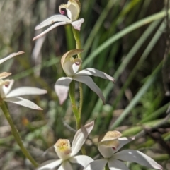 Caladenia moschata (Musky Caps) at Molonglo Valley, ACT - 27 Oct 2021 by mainsprite