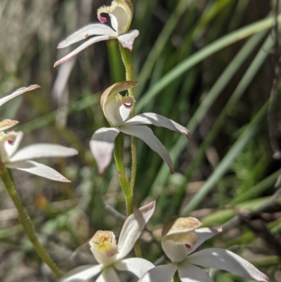 Caladenia moschata (Musky Caps) at Molonglo Valley, ACT - 27 Oct 2021 by mainsprite