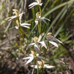 Caladenia moschata at Molonglo Valley, ACT - 27 Oct 2021