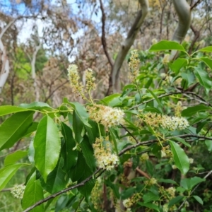 Prunus laurocerasus at Isaacs, ACT - 10 Nov 2021 02:47 PM