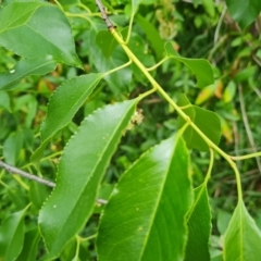 Prunus laurocerasus at Isaacs, ACT - 10 Nov 2021