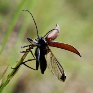 Homotrysis cisteloides at Molonglo Valley, ACT - 10 Nov 2021 11:08 AM