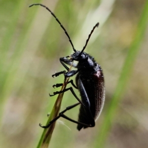 Homotrysis cisteloides at Molonglo Valley, ACT - 10 Nov 2021 11:08 AM