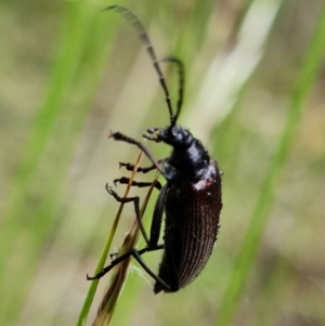 Homotrysis cisteloides at Molonglo Valley, ACT - 10 Nov 2021 11:08 AM