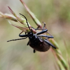 Homotrysis cisteloides at Molonglo Valley, ACT - 10 Nov 2021