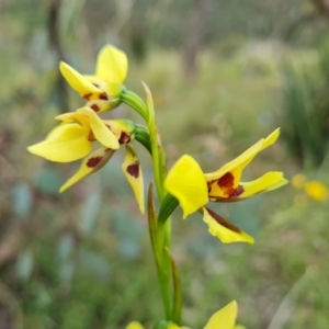 Diuris sulphurea at Jerrabomberra, ACT - 10 Nov 2021